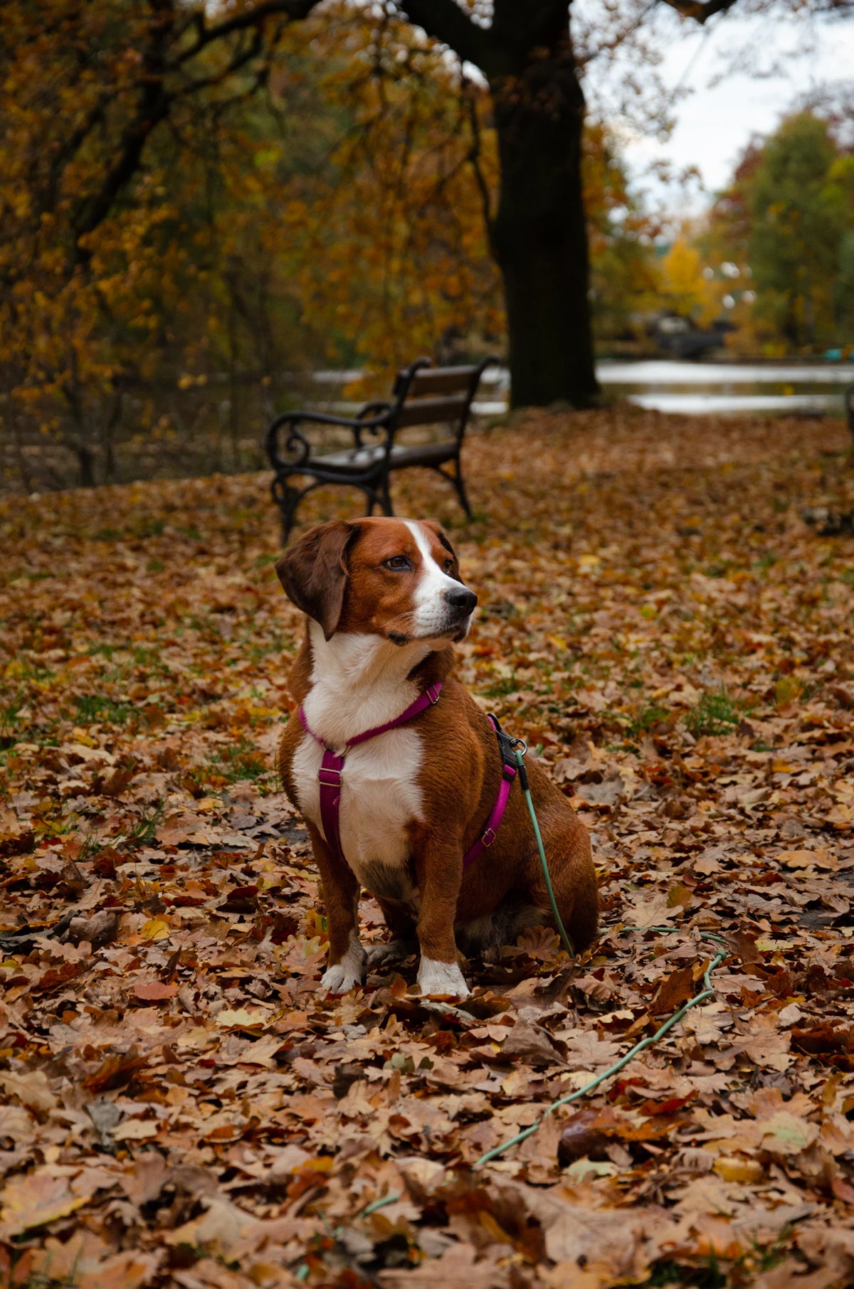 Hund sitzt im Herbstlaub in einem Park